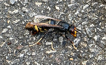 frelon asiatique