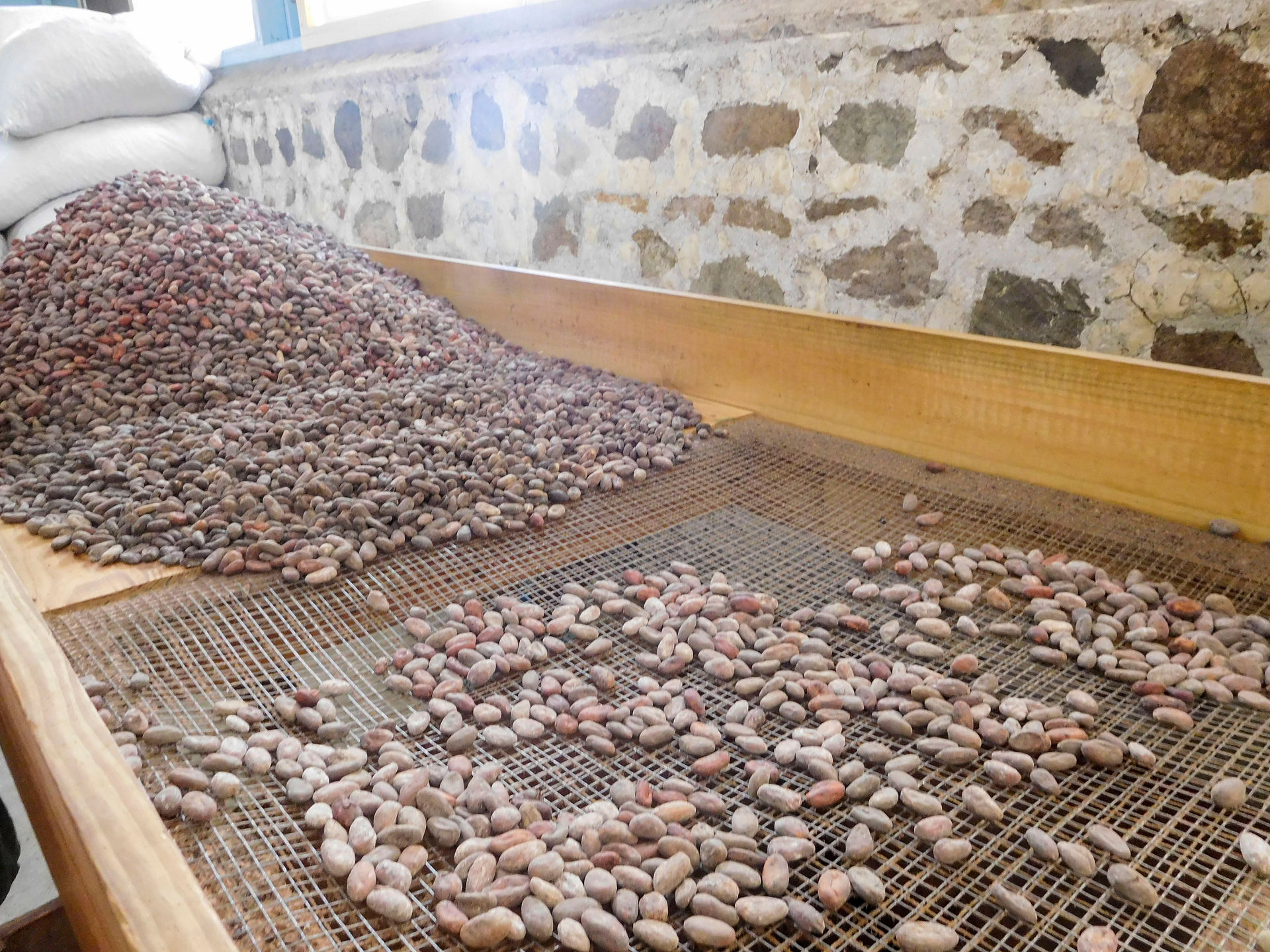 cacao beans drying