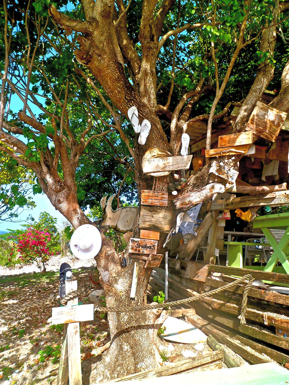 rustic tree decor at the outhouse located at Pineapple beach club resort Antigua