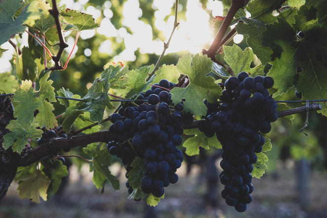 Reportage photo au Chateau Beauvillage, appellation medoc dans le village de couqueques pa