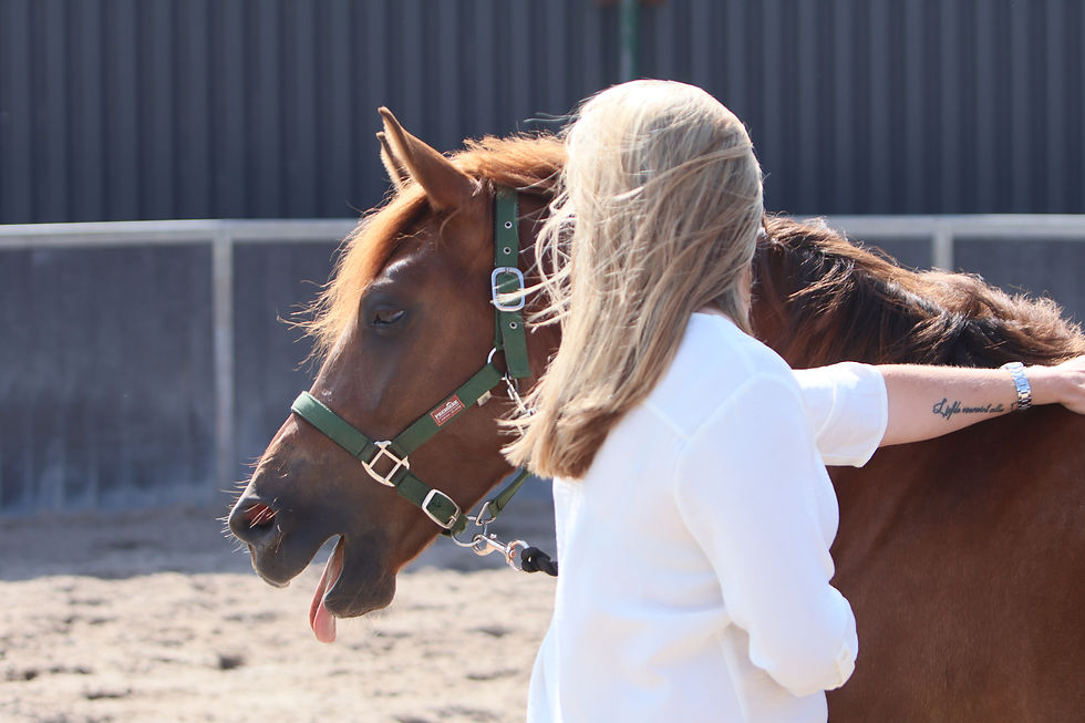 Hoe weet je dat wat je doorkrijgt van mijn paard ook klopt?