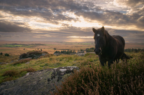 Dartmoor - The K-X Series