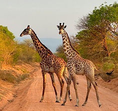Giraffe's on the Road