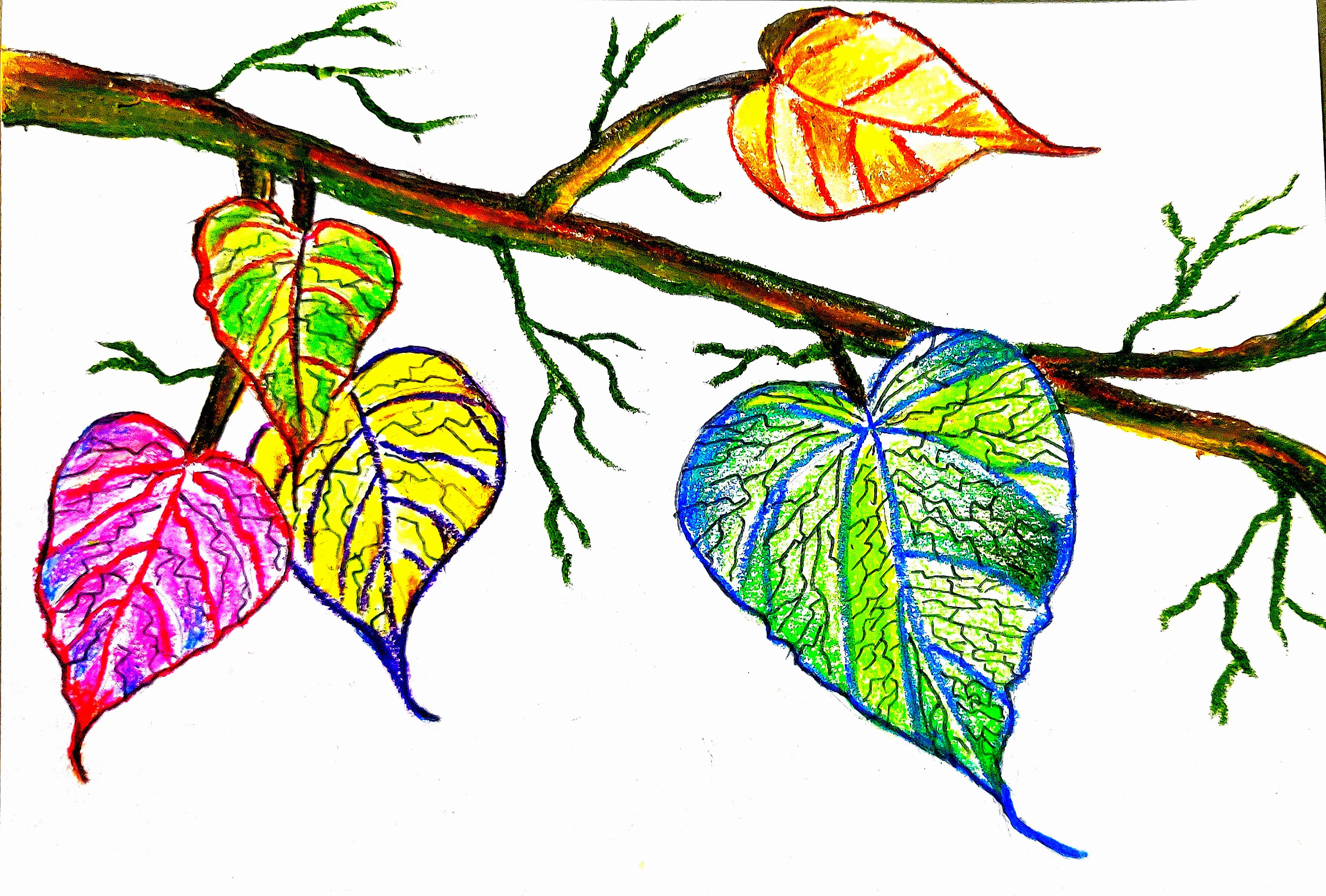 Peepal Leaves