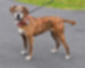 DOG Tiger Lily.jpeg