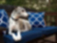 Dog | Conforting Care Veterinay Services