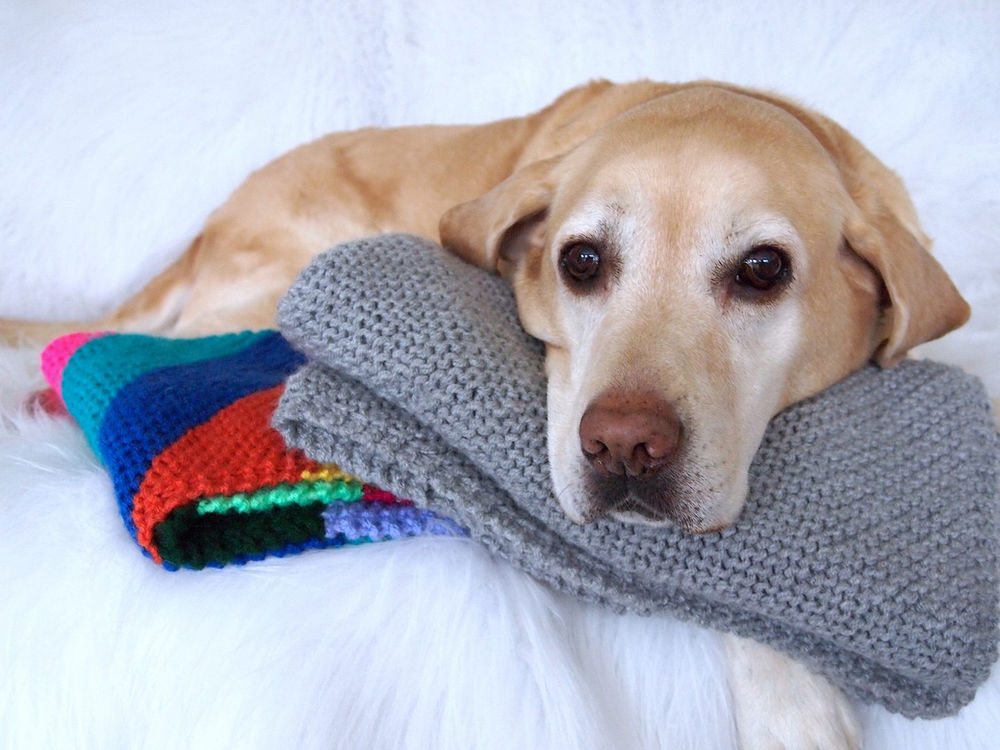 EASY KNIT DOG BLANKET TUTORIAL