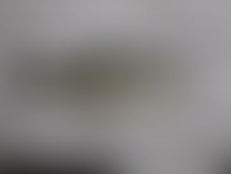 サクラマス釣果　３月３日