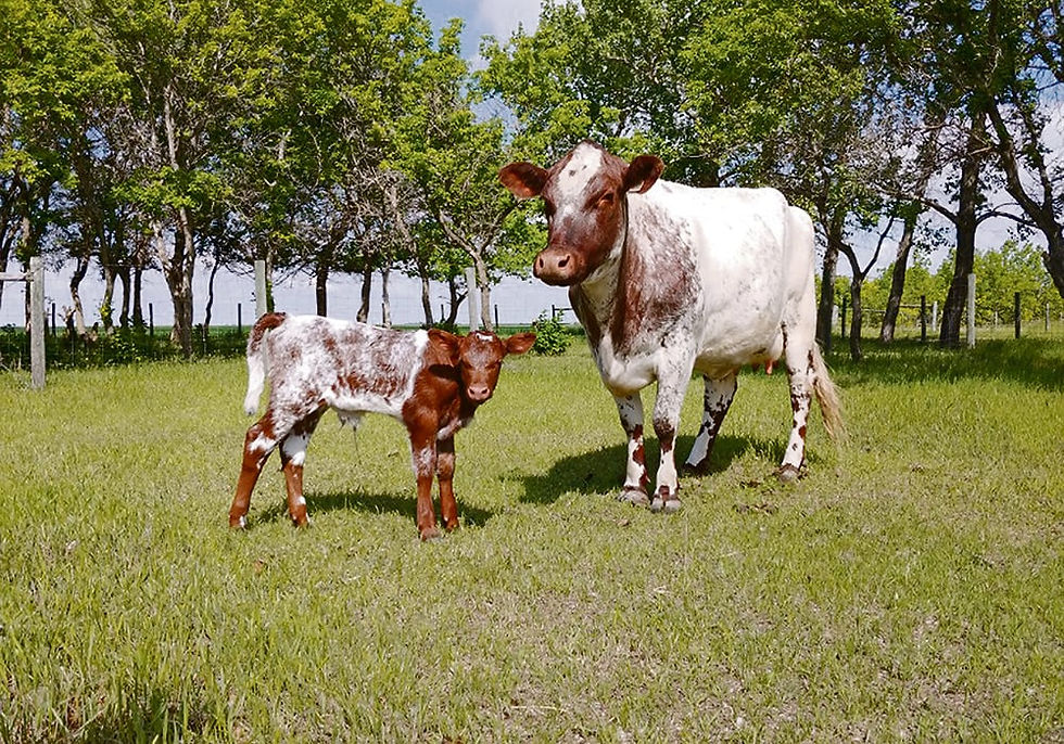 cow2.jpg