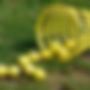 TNXSLSSN03.jpg