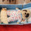 Thumbnail: Compare the Market Baby Oleg with Grub Soft Toy in Box
