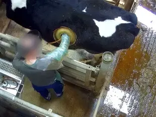 UPOZORENJE! Video uznemirujućeg sadržaja! kravama se ubrizgava hrana u želudac kroz rupu u stomaku!