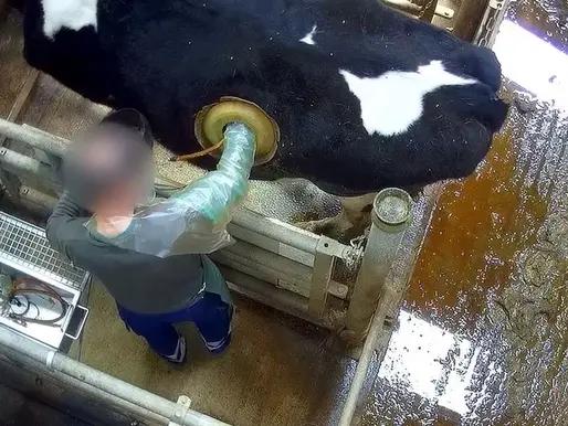 UPOZORENJE! Video uznemirujućeg sadržaja! kravama se ubrizgava hrana u želudac kroz rupu u stomaku!