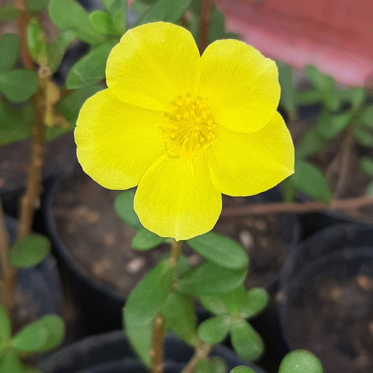 Terezinha (Amarela)