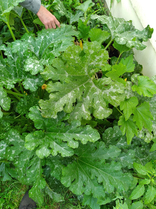 leaves 2.jpg