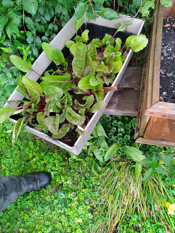 plants.jpg