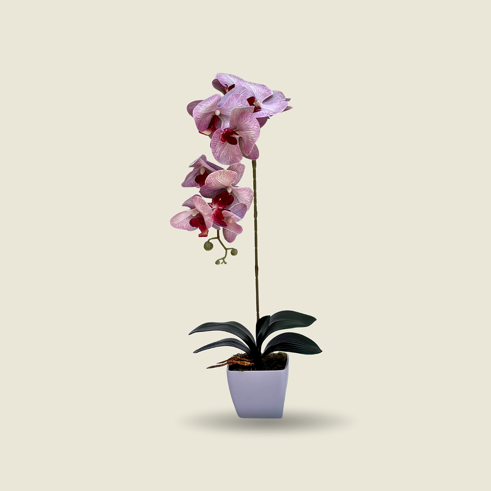 Isel · Phalaenopsis (Orquídea Mariposa)