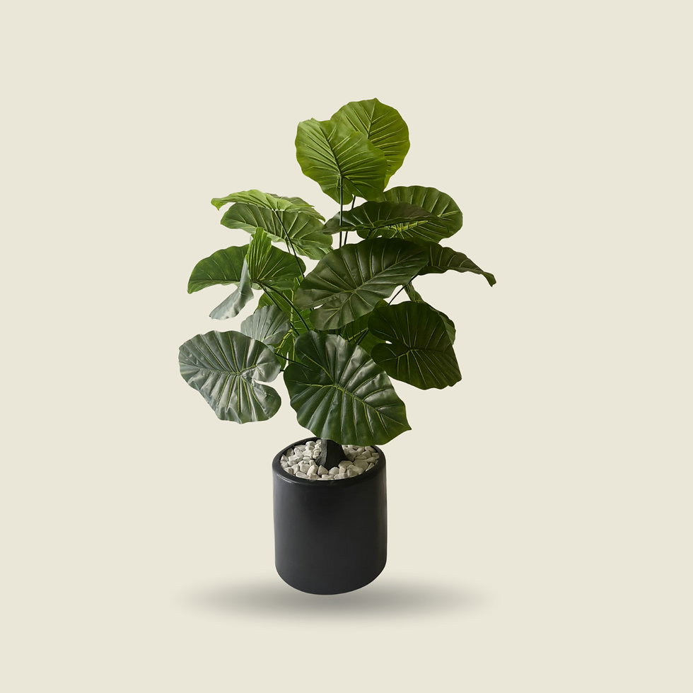 Zaira · Monstera deliciosa