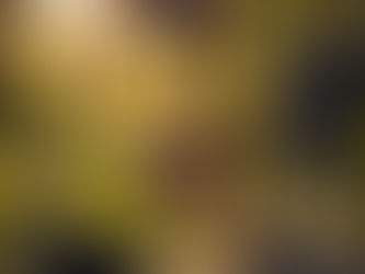 Kako prepoznati kvalitetan Teranino