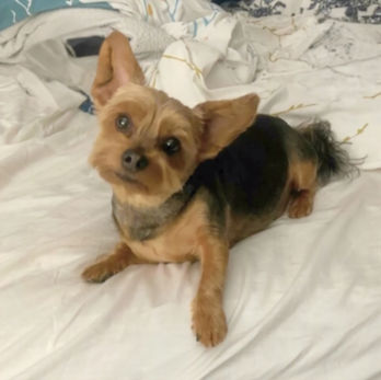 Franklin
Small Dog Groomer