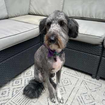 Stella
Medium Dog Groom