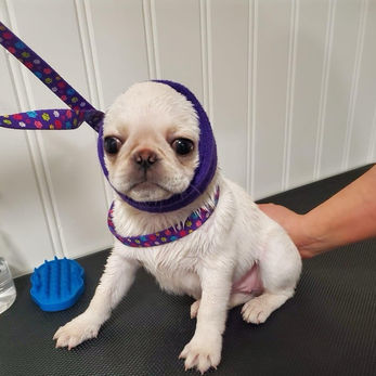 Puggy - Pug
Small Dog Groomer