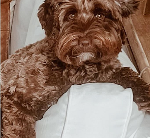 Maple, Australian Labradoodle breeding Mom