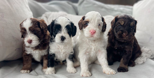 Panda and Max's Australian Labradoodle puppy litter
