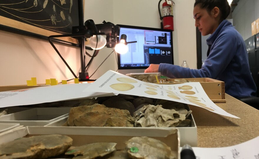 As a curatorial assistant in the invertebrate paleontology department at NHMLA, I photographed the collection and prepared the images for an online database.