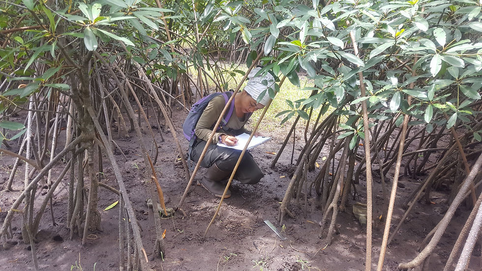 Data collection in the Ehotilé Islands National Park in the mangroves