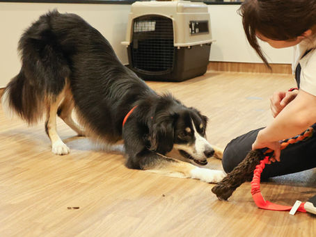 犬のしつけって?