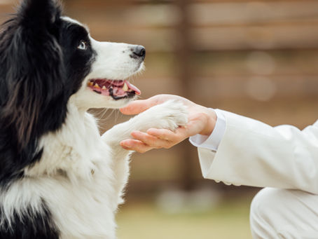 犬と会話してみませんか?