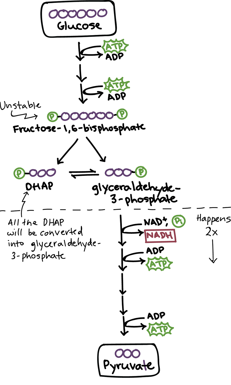 Diagram illustrating the glycolysis pathway, where glucose is converted into pyruvate with the production of ATP and NADH. The process involves key intermediates like fructose-1,6-bisphosphate and glyceraldehyde-3-phosphate, highlighting the energy investment and payoff phases.