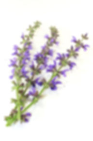 AdobeStock_85867184-compressor.jpeg