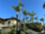 Palm trimming in Moorpark by Escalante Tree Service