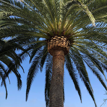 Tall palm tree with green fronds against a blue sky background