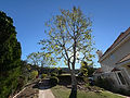 tree trimming, tree pruning. Westlake Village. Escalante Tree Service