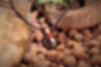 Thumbnail: Hämatit Bergkristall