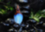 Thumbnail: Opalith  Amethyst