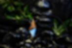 Thumbnail: Opalith   Bernstein