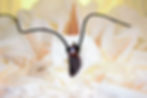 Thumbnail: Blauer Goldfluss  Opalith