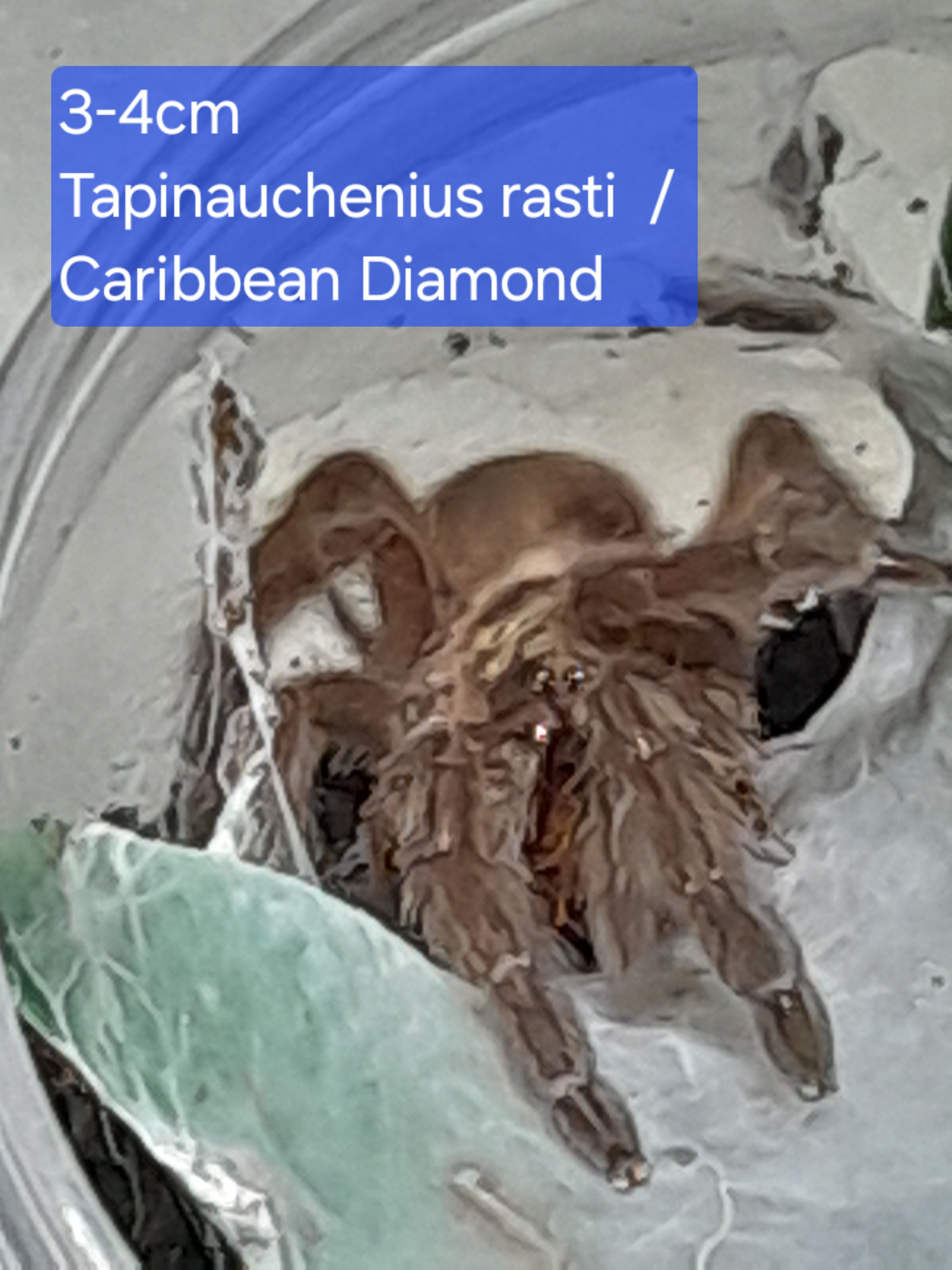 Tapinauchenius rasti
/ Caribbean Diamond spiderling