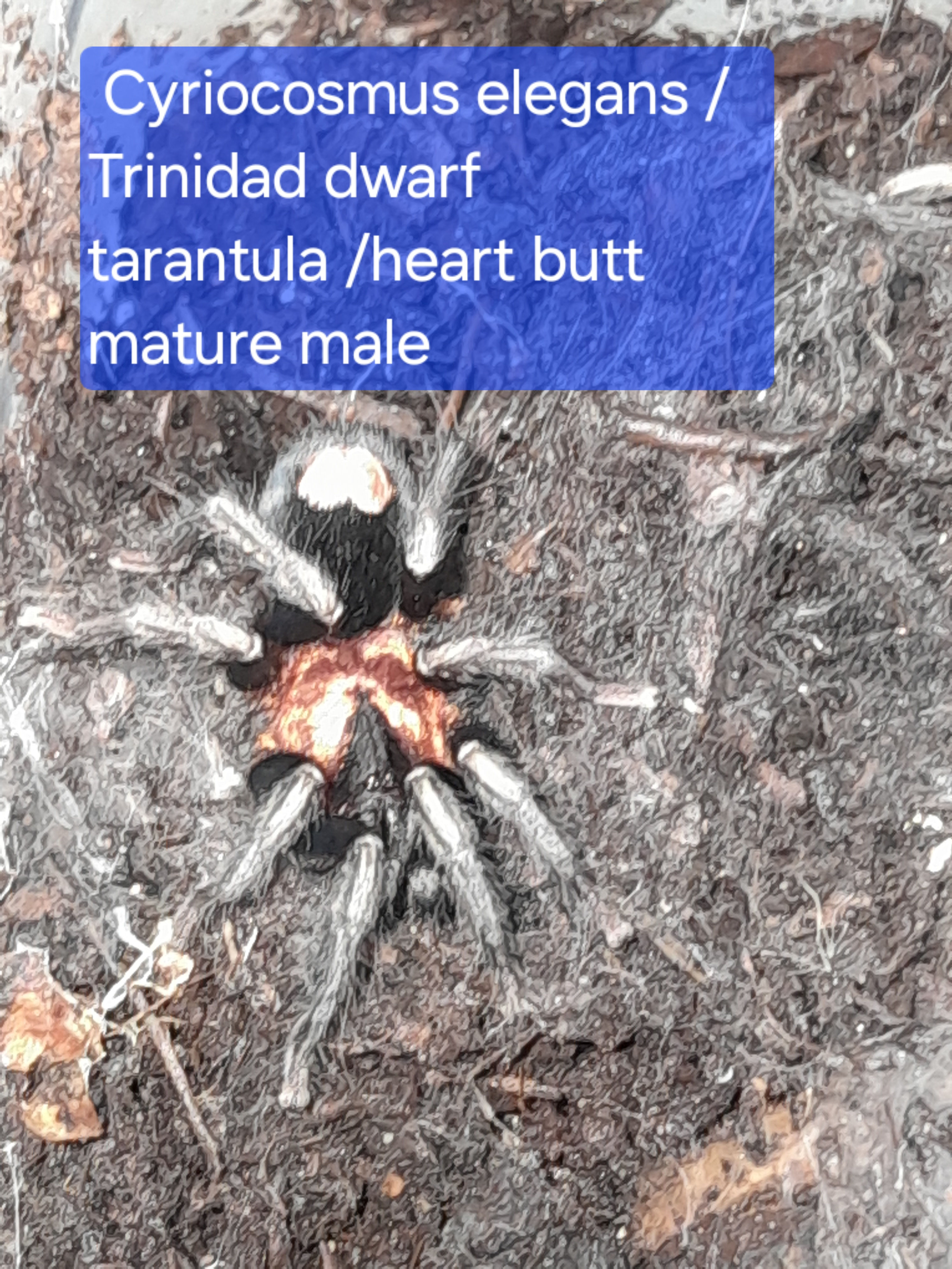 Cyriocosmus elegans / Trinidad dwarf tarantula /heart butt