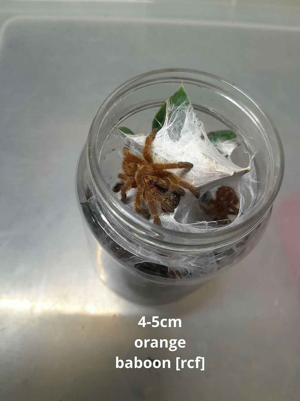 Juvenile Pterinochilus murinus / orange baboon {rcf} ORANGE BITEY THING