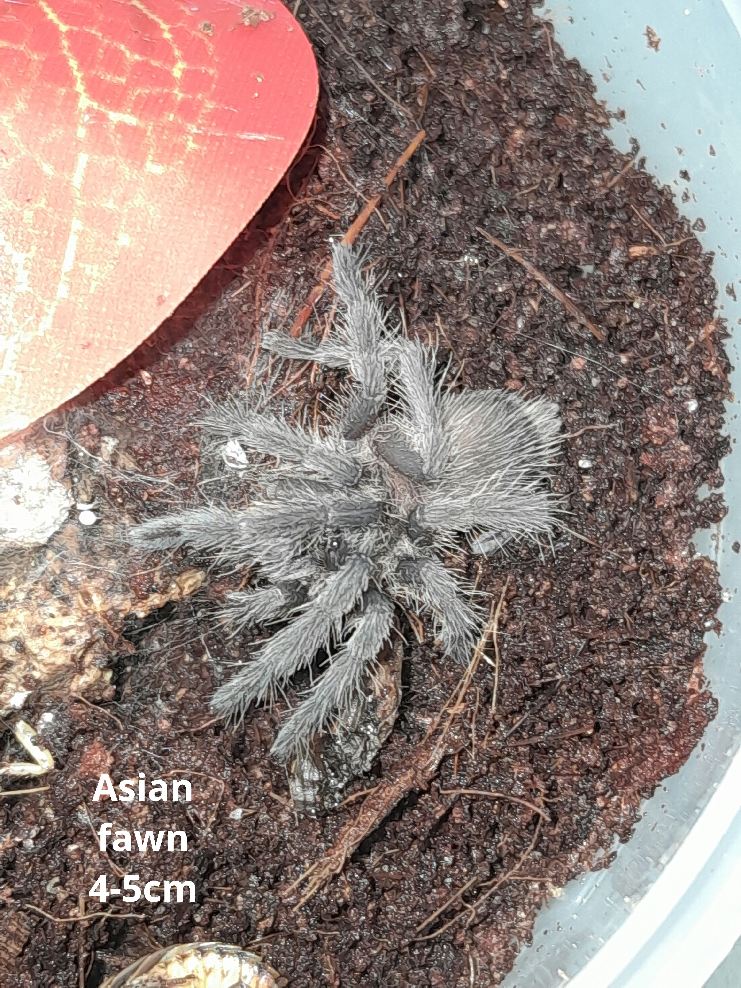 Juvenile Chilobrachys huahini / asian fawn 