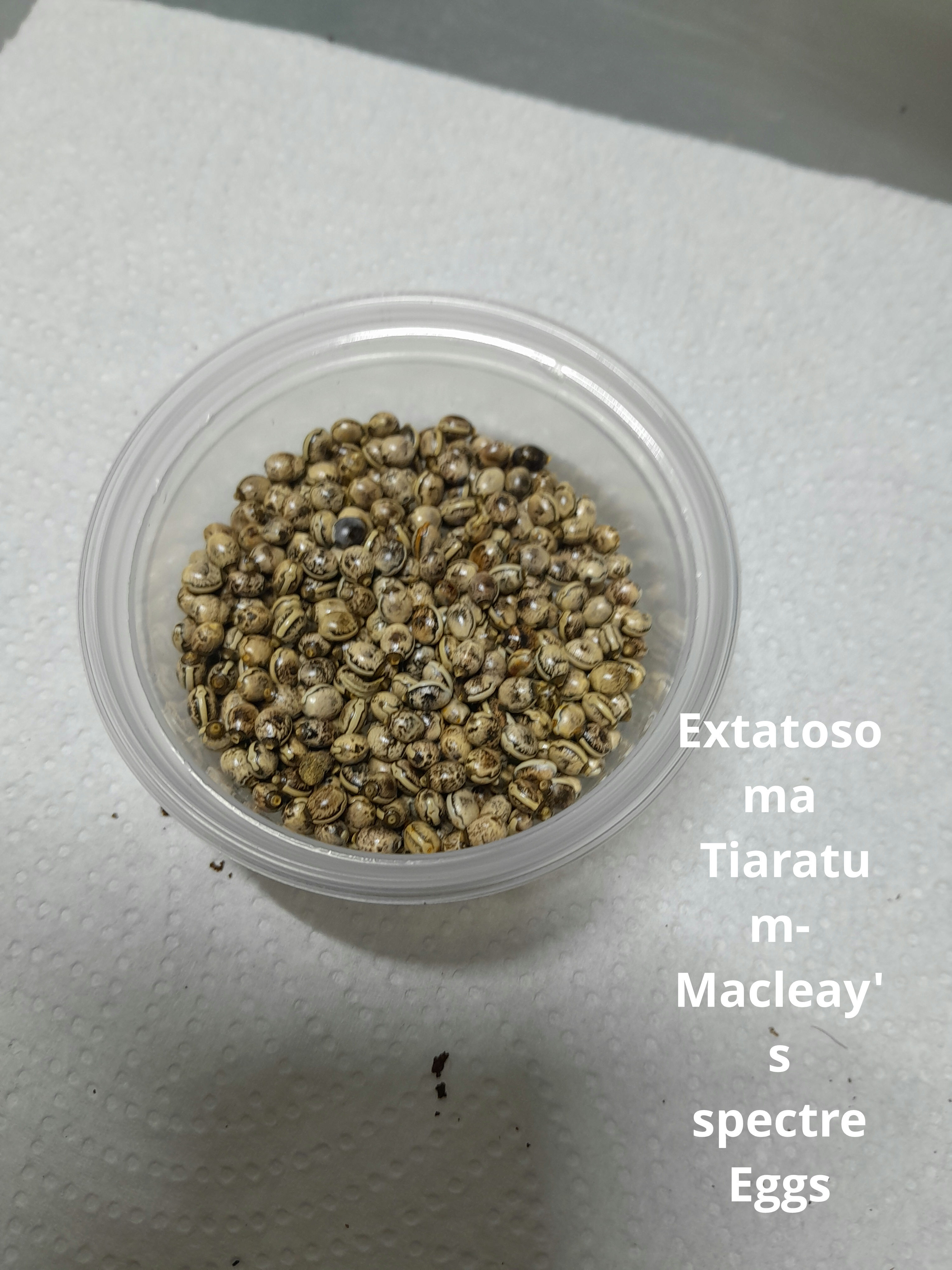 Extatosoma Tiaratum / Macleay's spectre