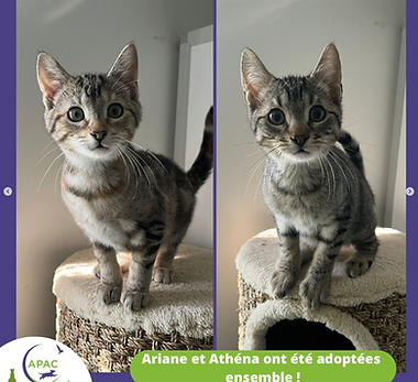 AdoptesAPAC_Juin2025_ARIANE ATHENA.png