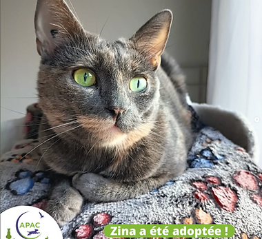 AdoptesAPAC_Mai2025_ZINA.png
