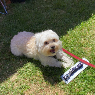 A cute puppy sits next to a spot prize