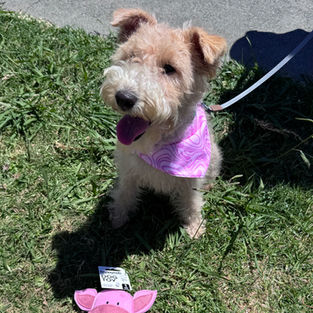 A dressed up dog sits with a spot prize